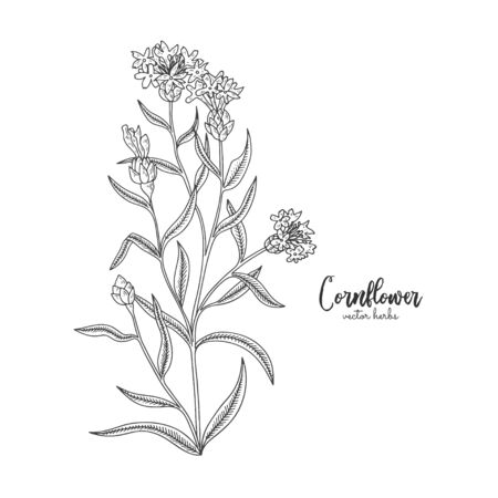 Cornflower. Wild field flower isolated on white background. Healing and cosmetics herb. Medical plant for design package tea, organic cosmetic, natural medicine, greeting card, wedding.のイラスト素材