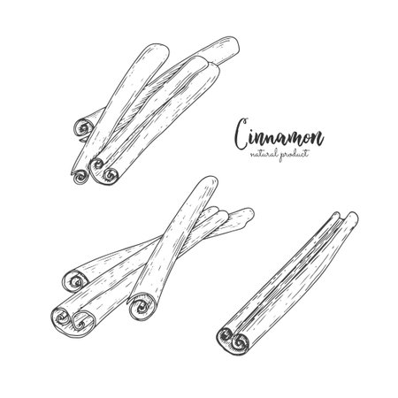 Cinnamon illustration isolated on white background. Vector vintage spices illustration. Cooking and aromatherapy ingredient. Great for menu, recipes, decoration kitchen itemsのイラスト素材