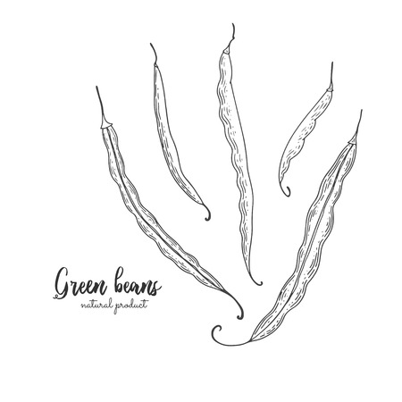 Vegetarian food. Hand drawn isolated green beans. Vector vintage vegetables illustration. Detailed vegetarian food drawing. Farm market product. Great for menu, recipes, decoration kitchen itemsのイラスト素材