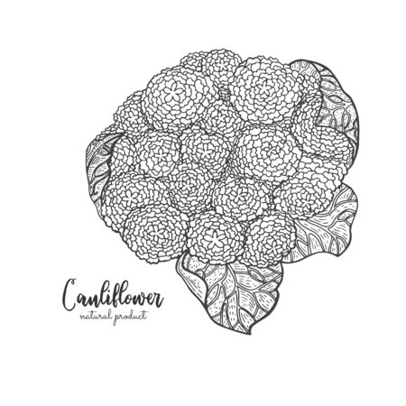 Vegetarian food. Hand drawn isolated cauliflower. Vector vintage vegetables illustration. Detailed vegetarian food drawing. Farm market product. Great for menu, recipes, decoration kitchen itemsのイラスト素材