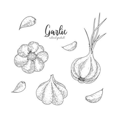 Vector garlic hand drawn illustration in the style of engraving. Detailed vegetarian food drawing. Farm market product. Engraving illustration for create the menu, recipes, decorating kitchen itemsのイラスト素材