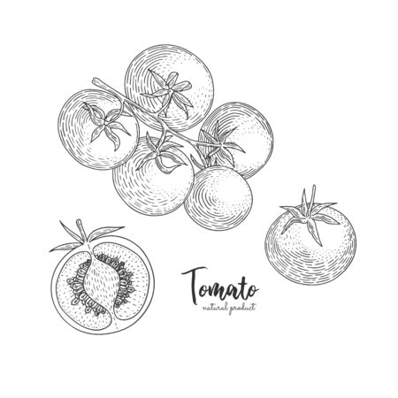 Vector tomato hand drawn illustration in the style of engraving. Organic hand drawn elements. Farm market vegetables. Vegetarian food for design menu, recipes, decoration kitchen itemsのイラスト素材