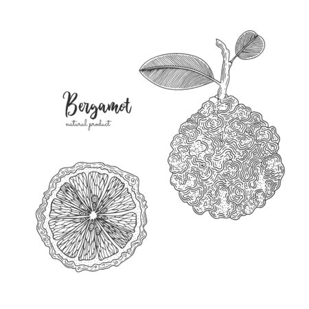 Hand drawn illustrations of bergamot isolated on white background. Hand drawn elements for menu, promotion, advertising, greeting cards, wrapping paper, cosmetics packaging and labels.のイラスト素材