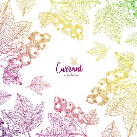 Colorful vector frame with wild currant. Healthy food design template with berries. Vegetarian food for label, packaging design, menu, cafe, restaurant, recipes, decoration kitchen itemsのイラスト素材