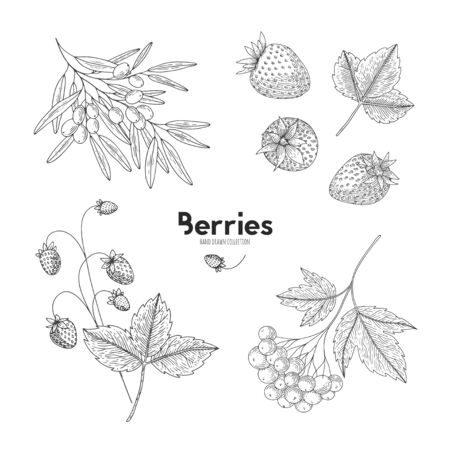 Collection of hand drawn berries isolated on white background. Botanical illustration of engraved berry. Viburnum, sea buckthorn, strawberry. Design for package of health and beauty natural productsのイラスト素材