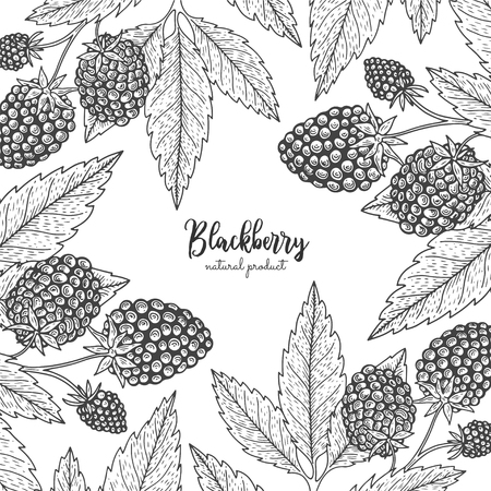 Berry engraving illustration with berry. Detailed frame with barberries. Hand drawn elements for invitations, greeting cards, wrapping paper, cosmetics packaging, labels, tags, posters, etc.のイラスト素材