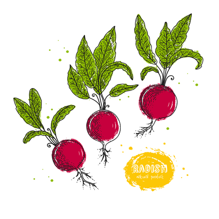 Radish hand drawn illustration in the style of engraving. Grunge illustration for create the menu, recipes, decorating kitchen items.のイラスト素材
