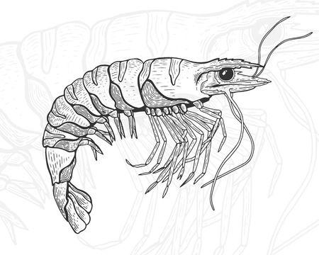 Hand drawn vintage graphic illustration with realistic shrimp. Healthy food. Seafood elements for design menu, recipes, decoration kitchen items. Great for label, poster, packaging design.のイラスト素材