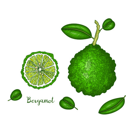 Hand drawn illustration of bergamot isolated on white background. Fruit engraved style illustration. Detailed vegetarian food. Applicable for menu, flyer, label, poster, print, package design.のイラスト素材