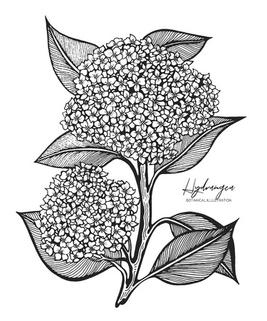 Engraved illustration of hydrangea isolated on white background. Design elements for wedding invitations, greeting cards, wrapping paper, cosmetics packaging, labels, tags, quotes, blogs, posters.のイラスト素材