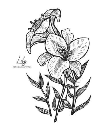 Engraved illustration of lily isolated on white background. Design elements for wedding invitations, greeting cards, wrapping paper, cosmetics packaging, labels, tags, quotes, blogs, posters.のイラスト素材