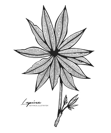 Engraved illustration of lupine isolated on white background. Design elements for wedding invitations, greeting cards, wrapping paper, cosmetics packaging, labels, tags, quotes, blogs, posters.のイラスト素材