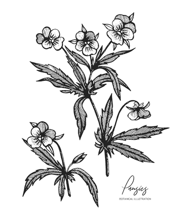 Engraved illustration of pansies isolated on white background. Design elements for wedding invitations, greeting cards, wrapping paper, cosmetics packaging, labels, tags, quotes, blogs, postersのイラスト素材