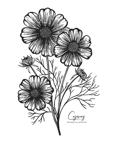 Engraved illustration of cosmos isolated on white background. Design elements for wedding invitations, greeting cards, wrapping paper, cosmetics packaging, labels, tags, quotes, blogs, postersのイラスト素材
