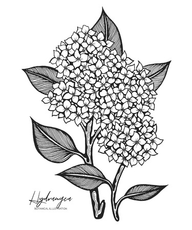 All element isolated. Engraved illustration. Line art. Design elements for wedding invitations, greeting cards, wrapping paper, cosmetics packaging, labels, tags, postersのイラスト素材