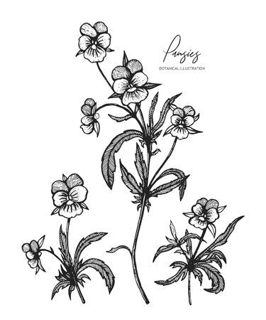 All element isolated. Engraved illustration. Line art. Design elements for wedding invitations, greeting cards, wrapping paper, cosmetics packaging, labels, tags, postersのイラスト素材