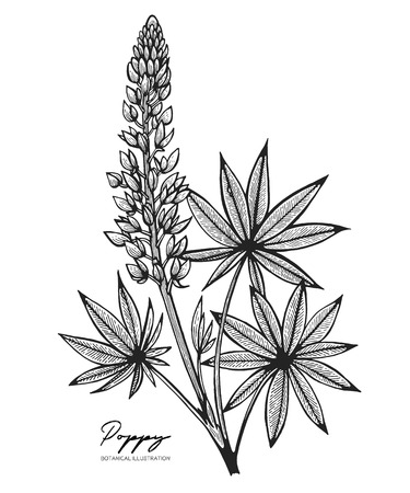 All element isolated. Engraved illustration. Line art. Design elements for wedding invitations, greeting cards, wrapping paper, cosmetics packaging, labels, tags, postersのイラスト素材