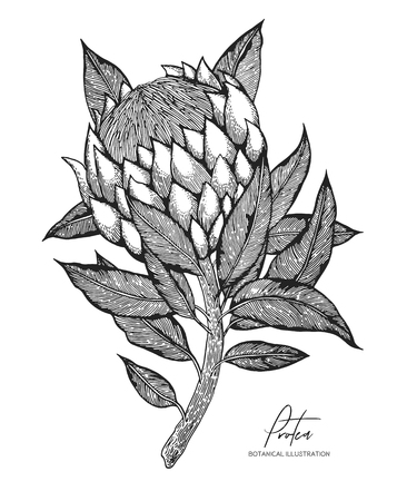 Engraved illustration of protea isolated on white background. Design elements for wedding invitations, greeting cards, wrapping paper, cosmetics packaging, labels, tags, quotes, blogs, postersのイラスト素材