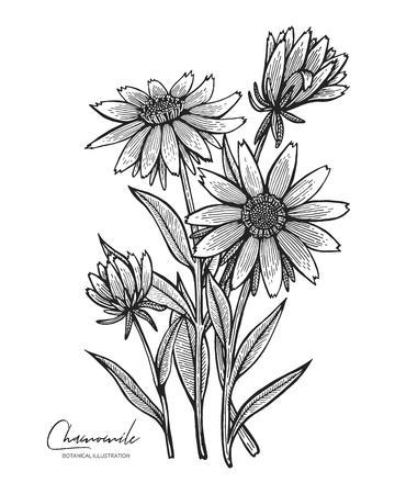 Engraved illustration of chamomile isolated on white background. Design elements for wedding invitations, greeting cards, wrapping paper, cosmetics packaging, labels, tags, quotes, blogs, postersのイラスト素材