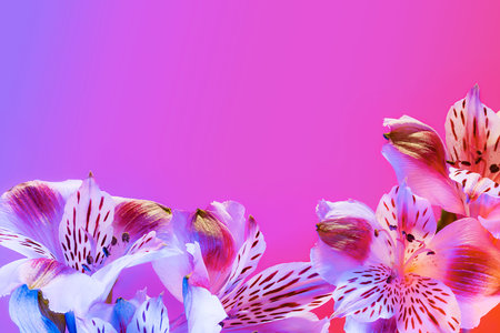 Light neon background with alstroemeria. Colorful botanical banner with flowers and space for your...