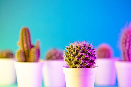 Creative neon background with cactus. Multicolor abstract backdrop with vibrant gradients. Exotic plants with yellow, pink and blue vivid colors. Thorns with beautiful illuminationの写真素材