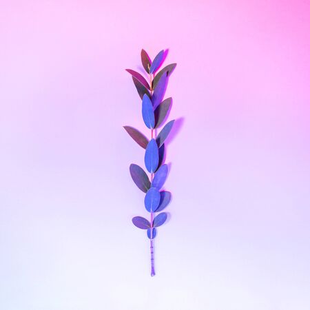 Creative neon background with leaves. Multicolor abstract backdrop with shiny gradients on petals. Exotic nature branch with pink and blue vivid colors. Botanic twigs with beautiful backlightの写真素材