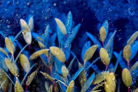 Rainy glass effect and water drops on the glass with colorful plants behind. Glowing abstract backdrop with leaves. Nature branch with green and blue vivid colors. Summer twigs with neon illuminationの写真素材