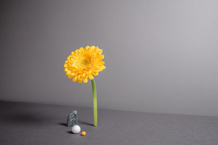 Minimalistic composition with geometric objects and plant. Balancing flower with varied shapes....