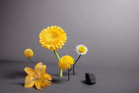 Minimalistic composition with stone and plants. Balancing flowers with shadows on dark background. Modern abstract botanical backdrop with space for text. Fashion colors of 2021 - yellow and grayの写真素材