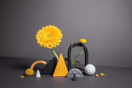 Harmonious combination of geometric figures and bright flowers. Modern background with natural shadows. Abstract concept shapes with botanical elements. Fashion colors of 2021 - yellow and gray.の写真素材