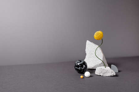Modern composition with abstract objects and botanical plant. Minimalistic geometric figures on dark background. Natural still life with copy space. 2021 year trend colors - gray and yellow.の写真素材
