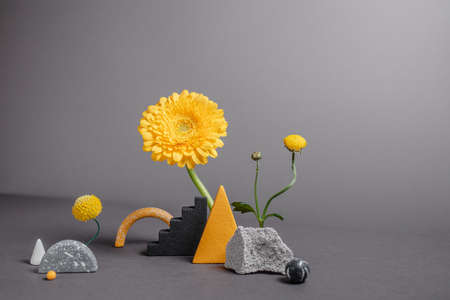 Modern composition with abstract objects and natural plants. Minimalistic geometric figures with shadows. Botanical still life with flowers, shapes, stones. 2021 year trend colors - gray and yellow.の写真素材