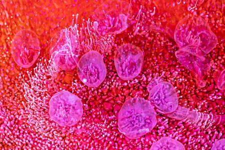 Resin art paint with red, pink and white colors. Fluid backdrop with splashes and ripples. Modern abstract texture with splatter inks. Bright pigments mixes on macrophotography poster.の写真素材