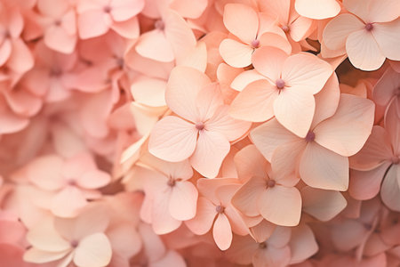 Delicate close-up of light pink and light peach hydrangea flowers, with a focus on their soft, pastel colors and delicate petal texturesの素材