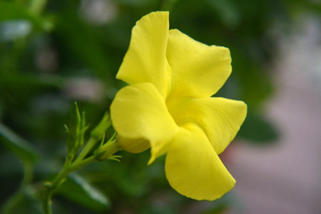 Yellow apocynaceae