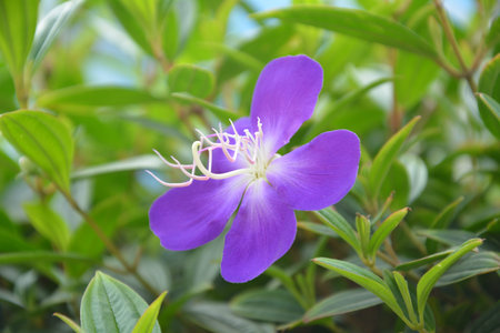 Wild peony flowerの写真素材
