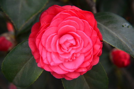 Camellia flowersの写真素材