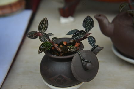 Plant in the small potのeditorial素材