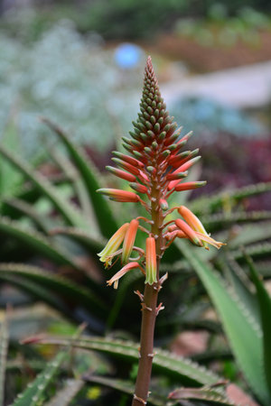 Aloe Flowerの写真素材