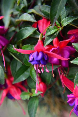 Fuchsia flowerの写真素材