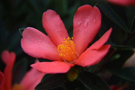 Camelliaの写真素材