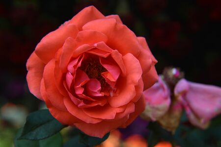 Red roseの写真素材