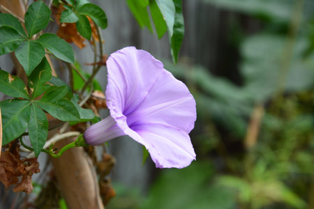 Morning glory