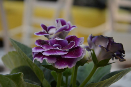 Begonia flowersの写真素材