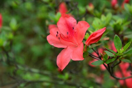 Gesangの写真素材