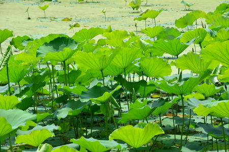 Lotus pondの写真素材