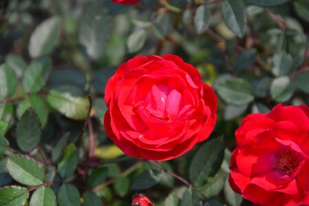 Red Camelliaの写真素材