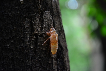 Bug on a tree trunkの写真素材