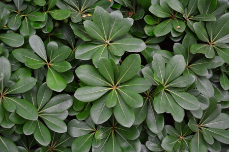 Pachira leaves