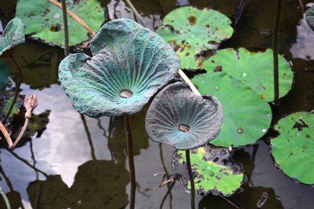 Lotus pond lotus leafの写真素材